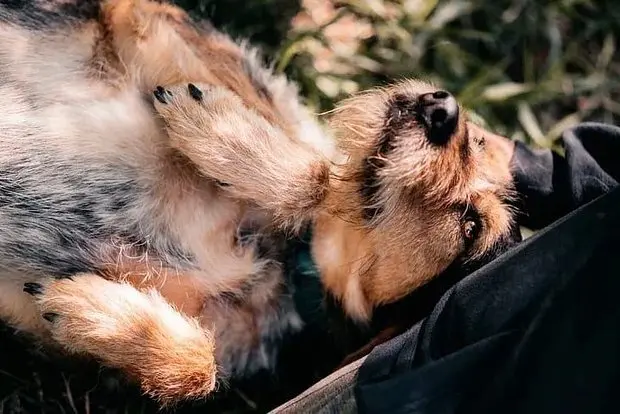 Фестиваль WOOF