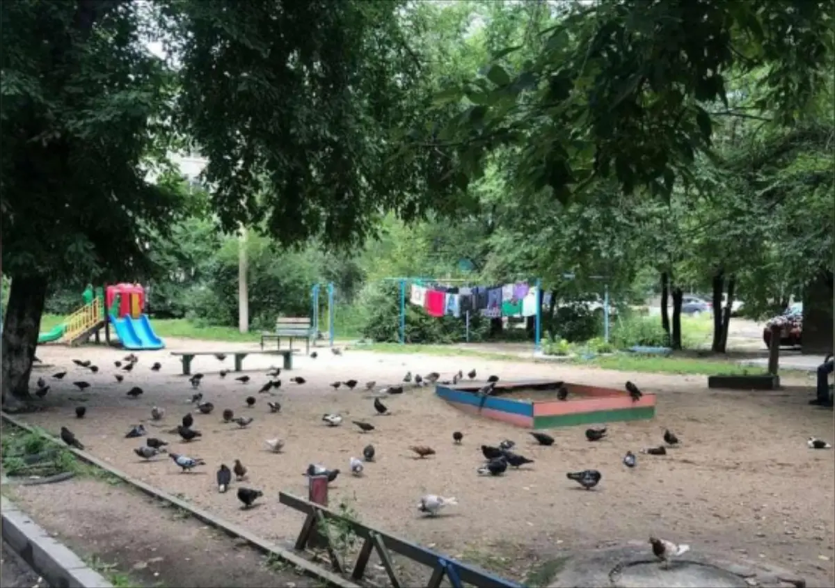 Штраф за голубей