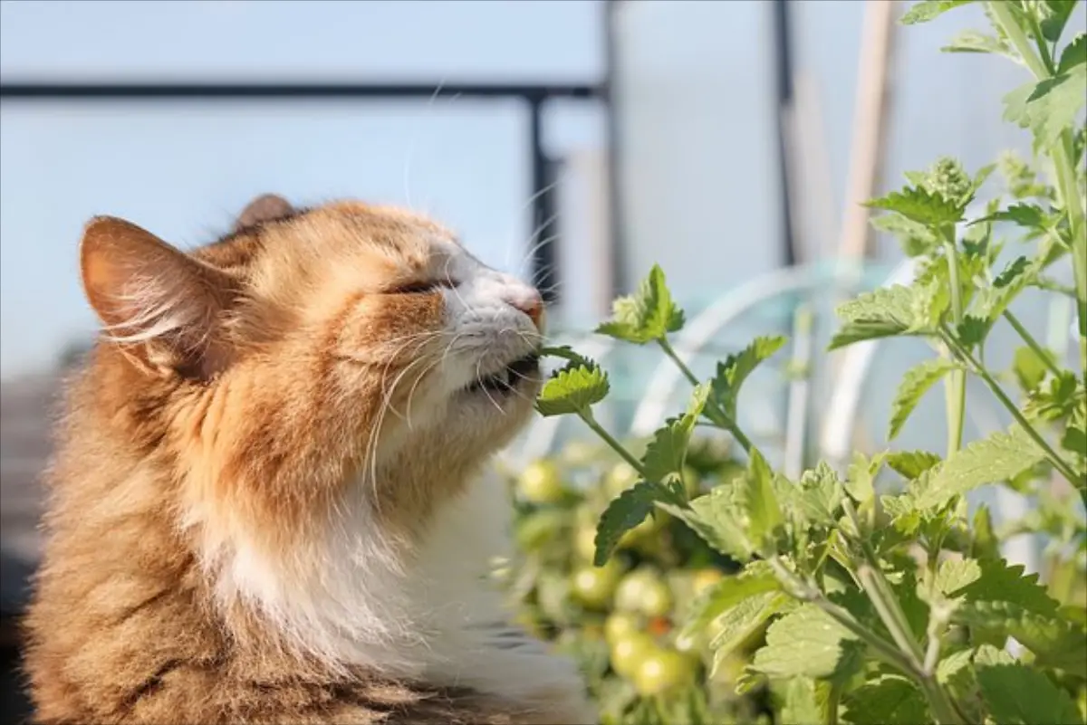 Язык котов