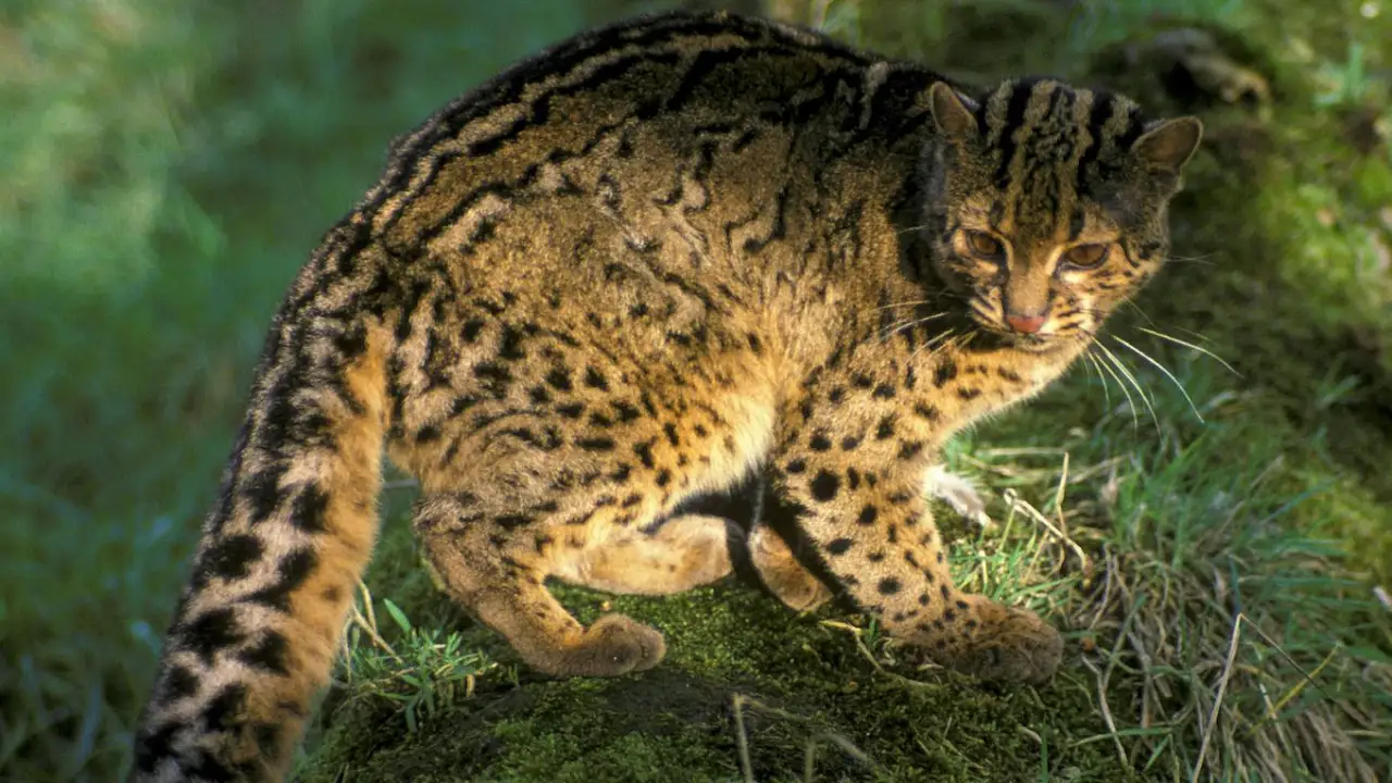 Мраморная кошка