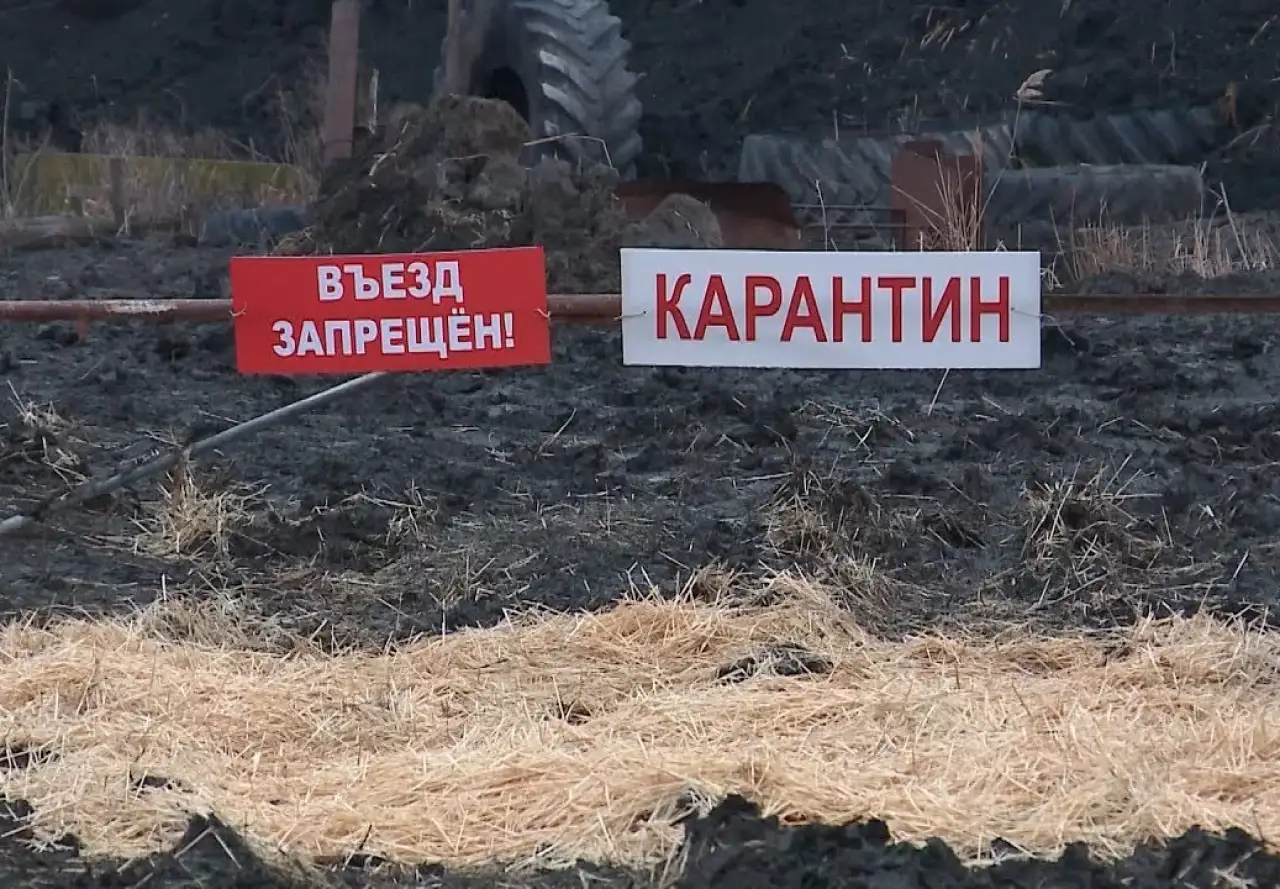 Карантин по бруцеллезу