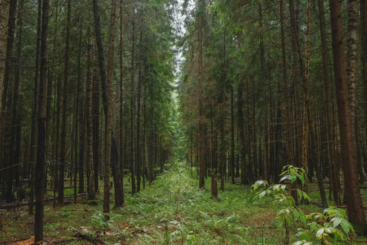 Рослесхоз